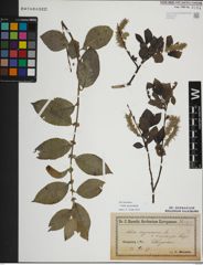Foto von Salix myrsinifolia Salisb.
